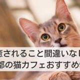 京都の癒される猫カフェおすすめ9選！抱っこできる・人懐っこい猫ちゃんはここ