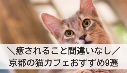 京都の癒される猫カフェおすすめ9選！抱っこできる・人懐っこい猫ちゃんはここ